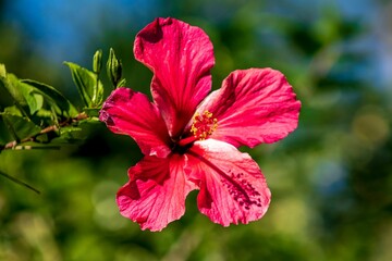 Closeup shot of a blooming bright pink hibiscus flower