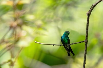 Selective focus shot of an indigo capped hummingbird perched on a tree branch