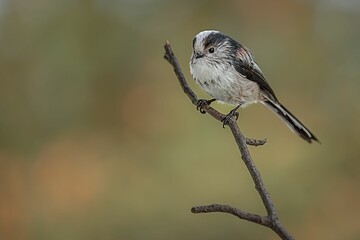 Fototapeta premium Selective focus shot of a long tailed tit bird perched on a branch