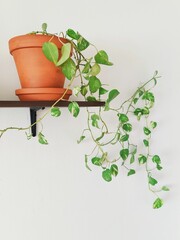 House plant named Devil's vine on a shelf