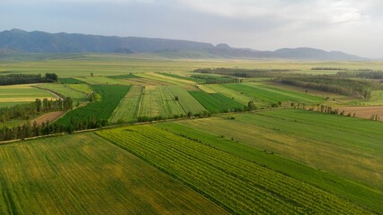 Fototapeta na wymiar Bird's eye view of green cultivated fields in the countryside