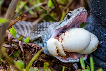 Snake opening his mouth and eating big eggs in the forest ground