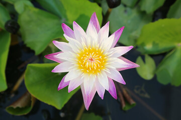 A white water lily with a pink petal tip with yellow stamens in the center. blooming beautifully in the sunlight