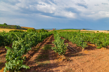 Fototapeta na wymiar Vineyards in Navarre