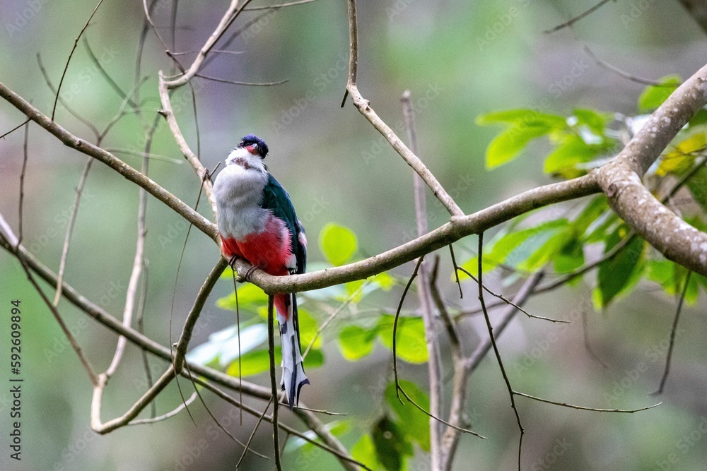 Poster cuban trogon bird perching on twig tree with blur background