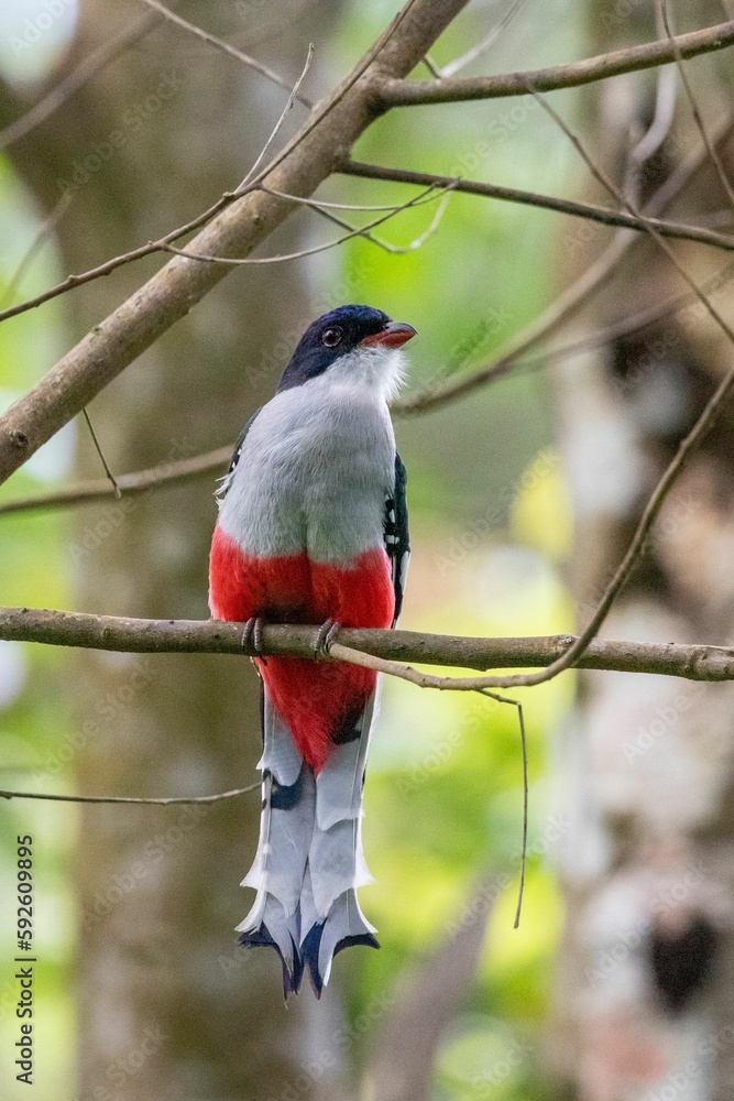 Poster cuban trogon bird perching on twig tree with blur background, vertical shot