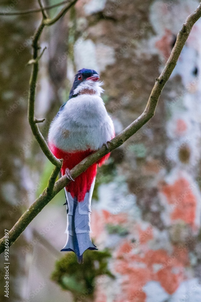 Poster cuban trogon bird perching on twig tree with blur background, vertical shot