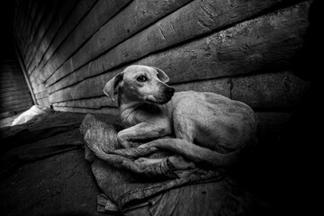 Grayscale of a dog lying on the street by stone wall pattern at night