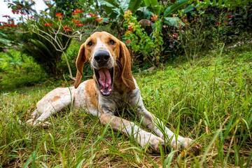 Cute American English Coonhound lying and opening his mouth on grass garden