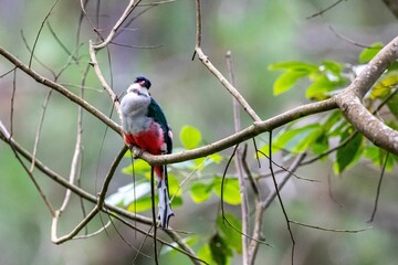 Cuban trogon bird perching on twig tree with blur background