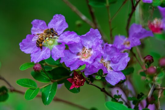Shallow focus of a purple Pride of India (Lagerstroemia speciosa) with blur background