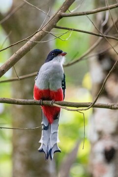 Cuban trogon bird perching on twig tree with blur background, vertical shot