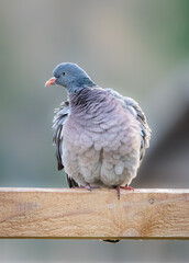 Common wood pigeon sits on a wooden beam. Common Wood-pigeon close-up portrait with copyspace and...