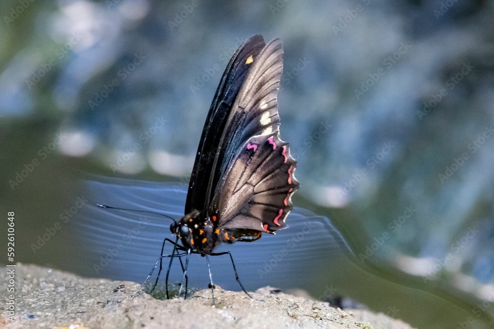 Poster macro shot of a polydamas swallowtail butterfly with blur background