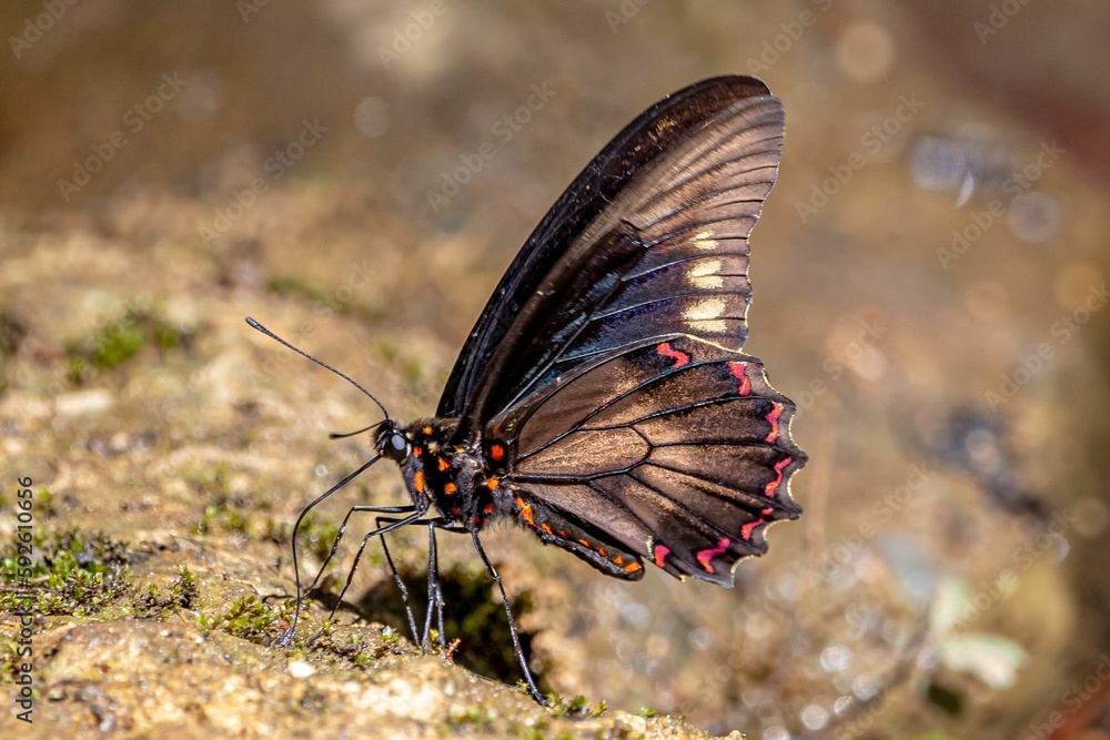 Poster macro shot of a polydamas swallowtail butterfly with blur background