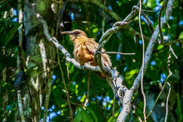 Great Lizard-Cuckoo bird perching on tree branch with leaves in the garden