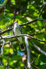 Gray kingbird bird perching on tree branch with leaves in the garden, vertical shot