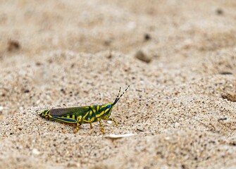 Obraz na płótnie Canvas Painted Grasshopper sitting on a ground before flight