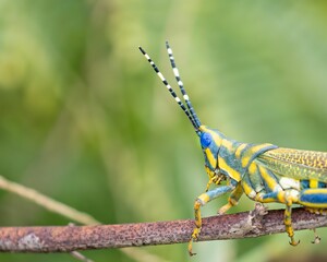 Closeup of a painted grass hopper with its blue eyes