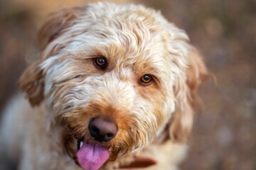 Closeup portrait of a Labradoodle with its tongue out, looking into the camera