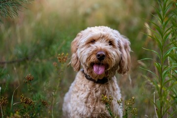 Closeup of a Labradoodle with its tongue out sitting in green grass