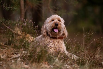 Closeup of a Labradoodle with its tongue out sitting in green grass