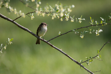 Obraz premium eastern phoebe in morning light