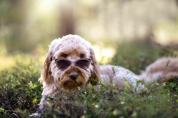 Closeup of a Labradoodle with sunglasses, sitting in green grass