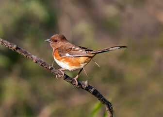 Female towhee