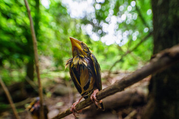 Wildlife birds sanctuary in the forest