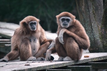 Two adorable Gibbonaffe monkeys in the zoo looking at the camera