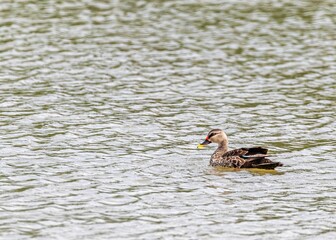 Spot-billed duck swimming in a green pond