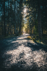 Vertical shot of a pathway between trees and sunlight behind in a forest