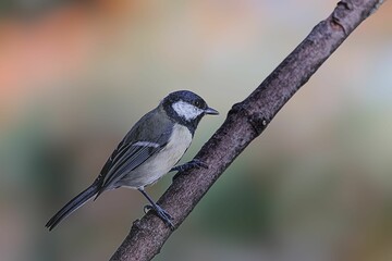 Obraz premium Selective focus shot of great tit (parus major) perched on a branch