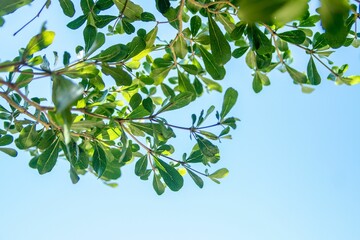 Low angle shot of tree branches with bright green leaves in a blue sky