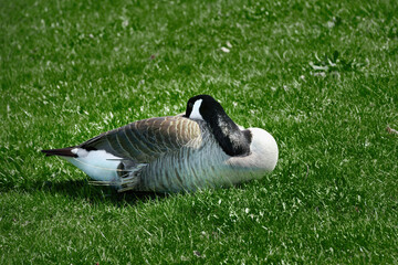 An injured Canada Goose lies on the green grass at Otsiningo Park in Binghamton, NY.  From the look of the feathers, this bird was attacked by something this Spring.  