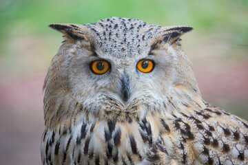 Selective focus shot of an owl outdoors