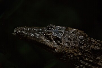 Closeup shot of a crocodile's head on a blurred background