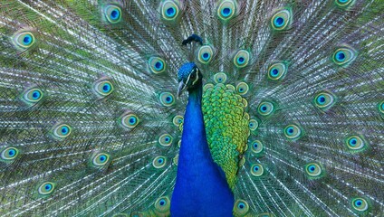 Obraz premium Closeup shot of a beautiful peacock