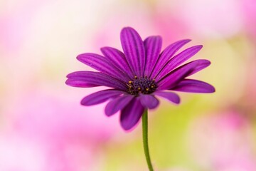 Fototapeta premium Selective focus shot of a purple Daisy flower