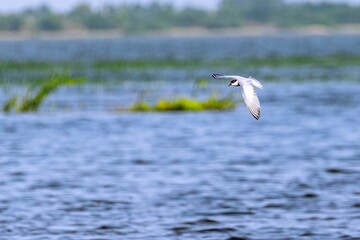 Whiskered tern, Chlidonias hybrida flying over a lake.