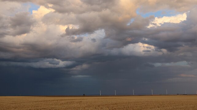 Gloomy gray sky full of large cumulus clouds with the promise of rain hanging over a wheat field