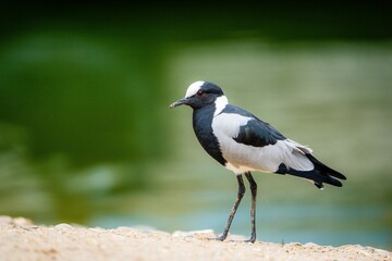Obraz premium Close-up of a black and white Pigalitsa blacksmith Plover (Vanellus armatus) bird
