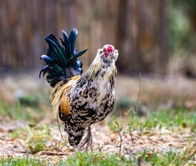 Shallow focus shot of a rooster