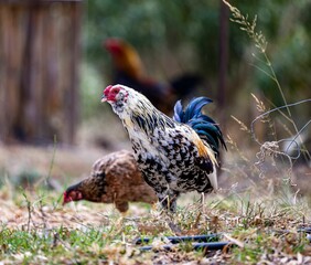 Shallow focus shot of two roosters