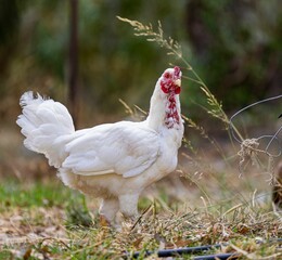 Shallow focus shot of a chicken