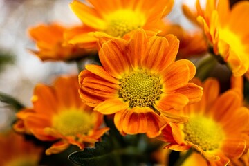 Closeup shot of orange flowers in the market