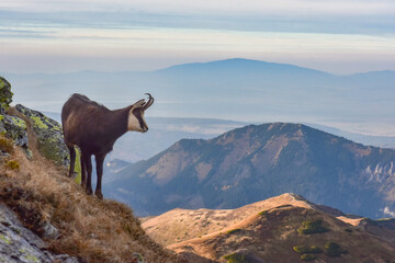 A mountain goat in the background of the landscape in the Western Tatras, Poland.