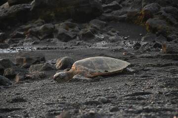 Turtle in sandy beach