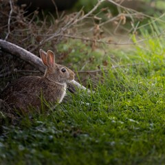 Fototapeta premium Vertical shot of a cute fluffy gray bunny resting in a green meadow